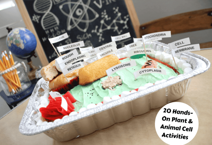 Animal and plant cell foldable