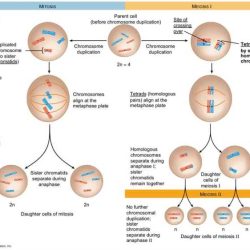 Snurfle meiosis and genetics 2 answer key