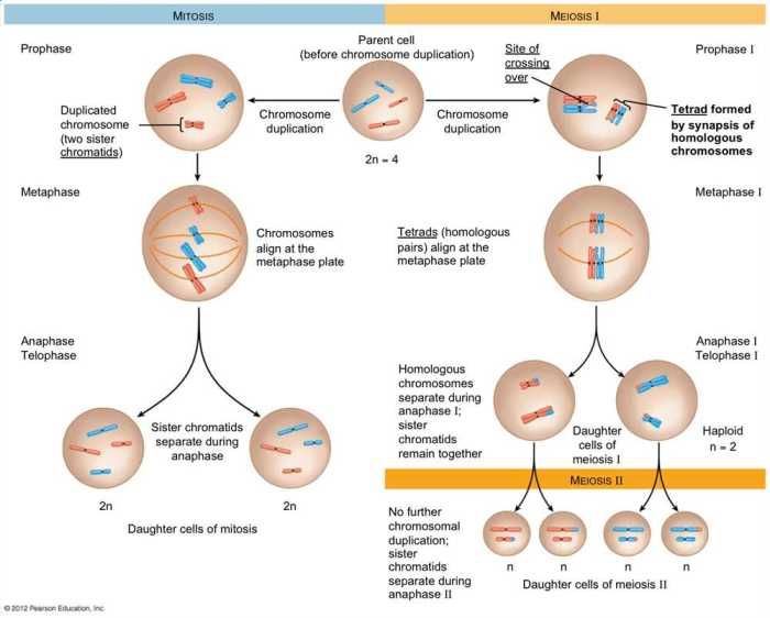 Snurfle meiosis and genetics 2 answer key