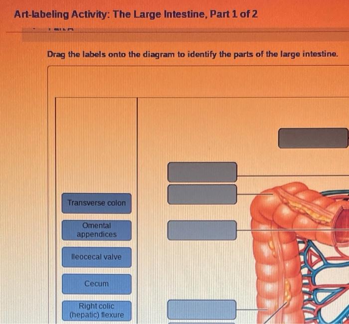 Art-labeling activity the gross anatomy of the large intestine