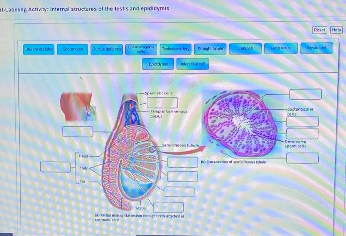 Art-labeling activity: internal structures of the testis and epididymis