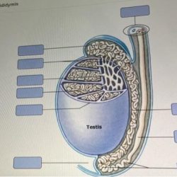 Testicles seminiferous tubule spermatogenesis figure