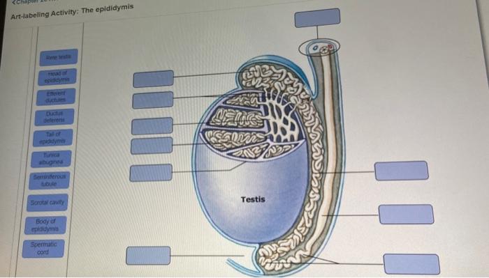 Testicles seminiferous tubule spermatogenesis figure