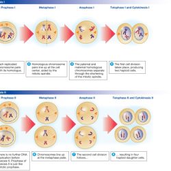 Meiosis sexual chromosomes genetic different gametogenesis overview cells pressbooks humanbiology tru