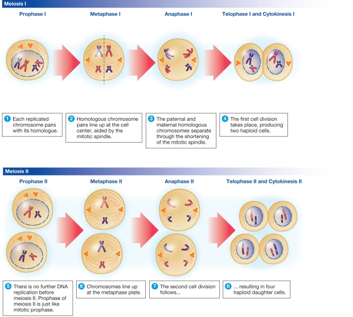 Meiosis sexual chromosomes genetic different gametogenesis overview cells pressbooks humanbiology tru