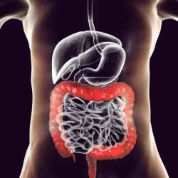 Intestine ks2 digestive