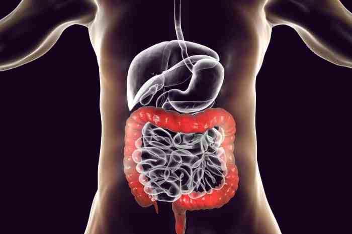 Intestine ks2 digestive