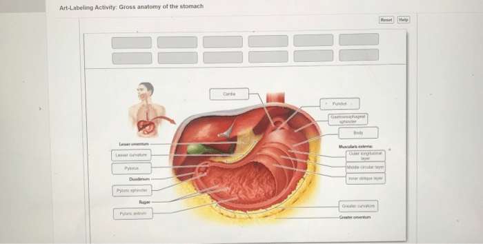 Intestine large anatomy parts caecum