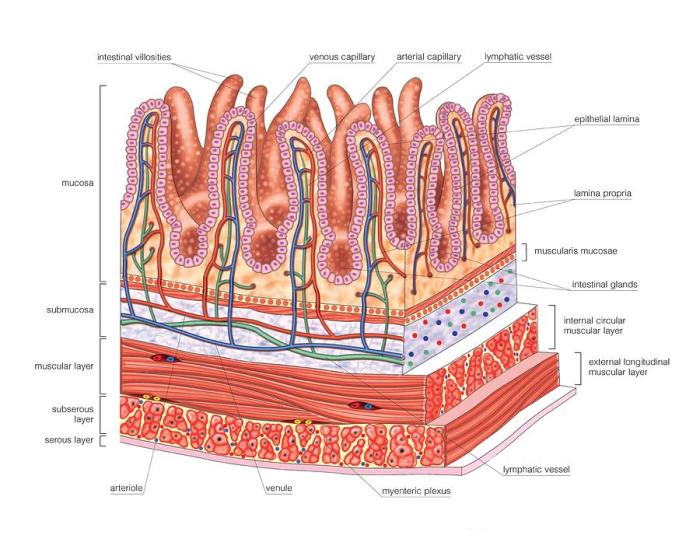 Art-labeling activity the gross anatomy of the large intestine